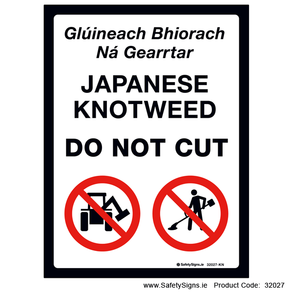 Japanese Knotweed - 32027
